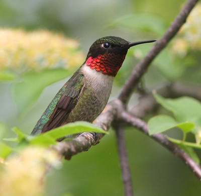 Colibri à gorge rubis (Photo H. Provencher )