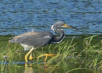 Aigrette tricolore