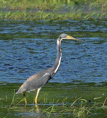 Aigrette tricolore