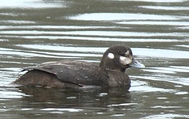 Arlequin plongeur (femelle)