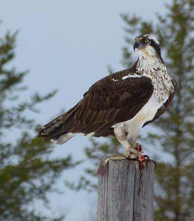 Balbuzard pcheur, Photo de J. Tremblay voir la page crdits