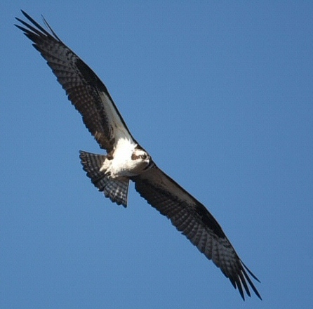 Balbuzard pêcheur