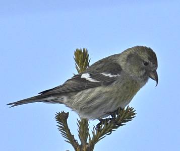 Bec-croisé bifascié (femelle)