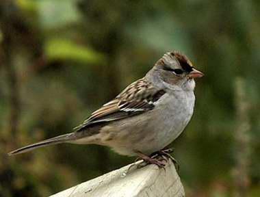 Bruant  couronne blanche (juvnile)