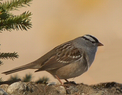 Bruant à couronne blanche