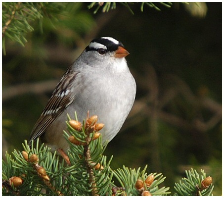 Bruant à couronne blanche