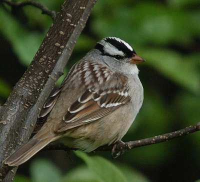 Bruant  couronne blanche