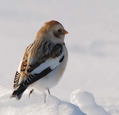 Plectrophane des neiges