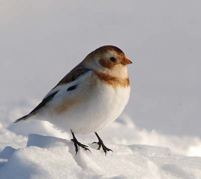 Plectrophane des neiges