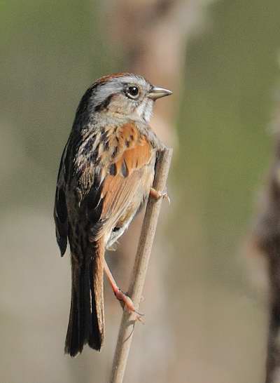 Bruant des marais