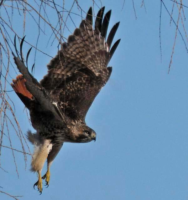 Buse à Queue Rousse