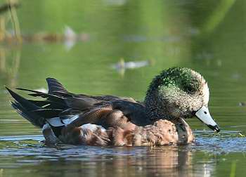 Canard d'Amrique