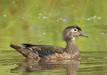 Canard branchu (femelle)