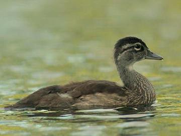 Canard branchu (caneton)