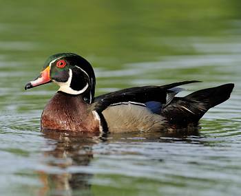 Canard branchu