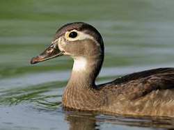 Canard branchu (femelle)