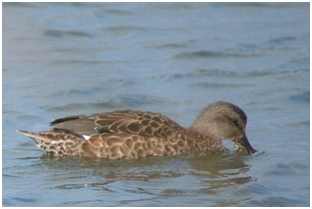 Canard chipeau (femelle)