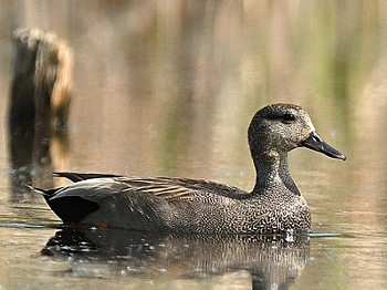 Canard chipeau