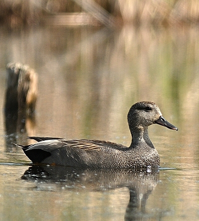 Canard chipeau