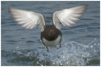 Canard chipeau