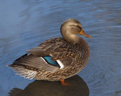 Canard colvert (femelle)