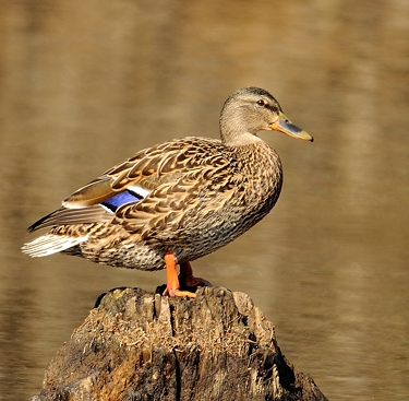 Canard colvert (femelle)