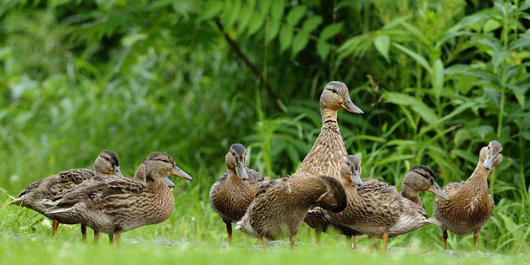 Canard colvert femelle avec poussins