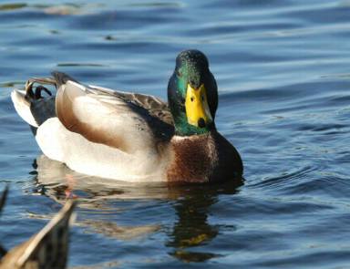 Canard colvert