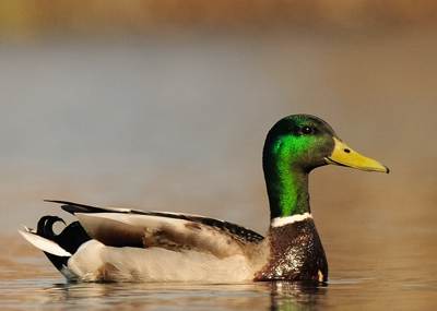 Canard colvert