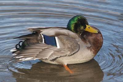 Canard colvert