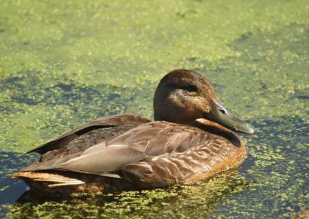 Canard noir (femelle)