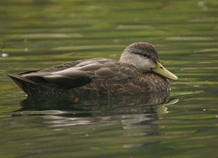 Canard noir