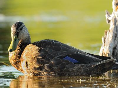 Canard noir (femelle)