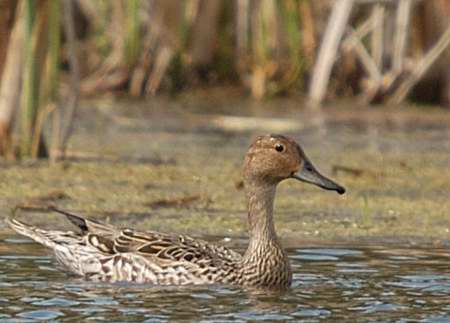 Canard pilet (femelle)