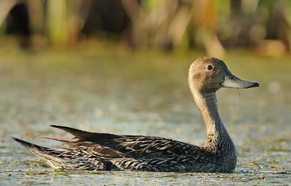 Canard pilet (femelle)