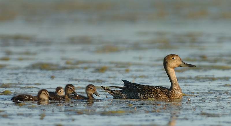 Canard pilet femelle avec poussins