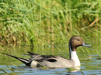 Canard pilet