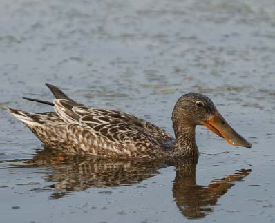 Canard souchet (femelle)