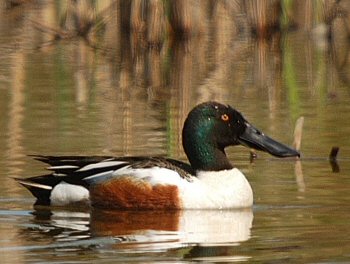 Canard souchet