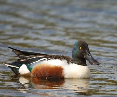 Canard souchet