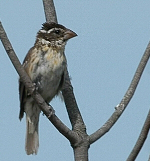 Cardinal poitrine rose (femelle)