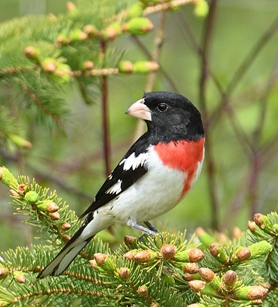 Cardinal  poitrine rose