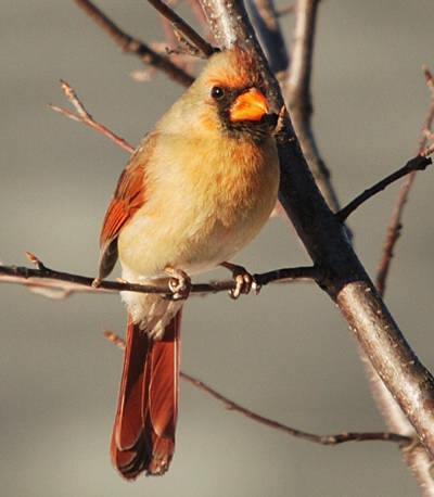 Cardinal rouge (femelle)