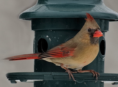 Cardinal rouge (femelle)