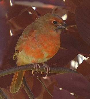 Cardinal rouge (immature)