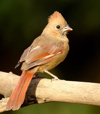 Cardinal rouge (immature)