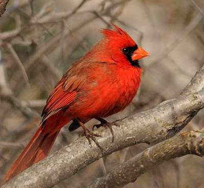 Cardinal rouge