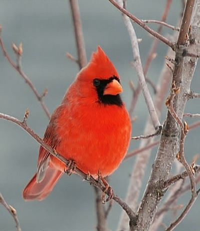 Cardinal rouge