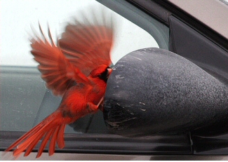Cardinal rouge territoriale