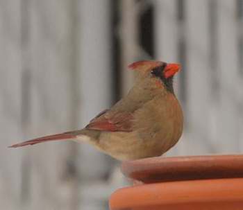 Cardinal rouge (femelle)